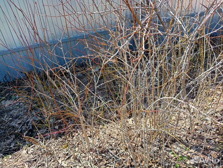 Саженцы слива