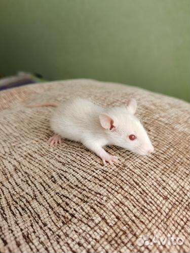 Декоративные крысята