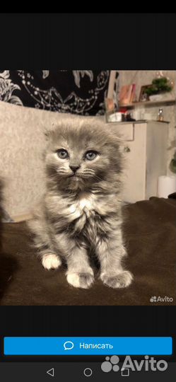 Шотландские вислоухие котята