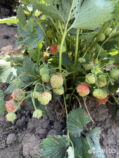 Саженцы клубники и земляники