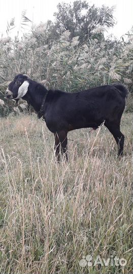 Сельхоз животные