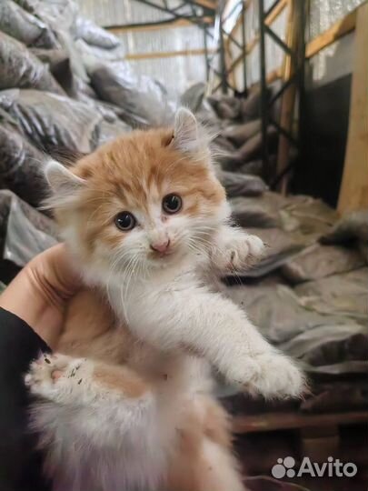 Котята ищут семьи