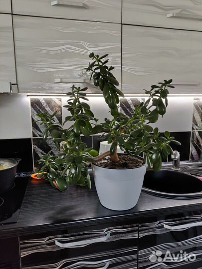 Толстянка, герани