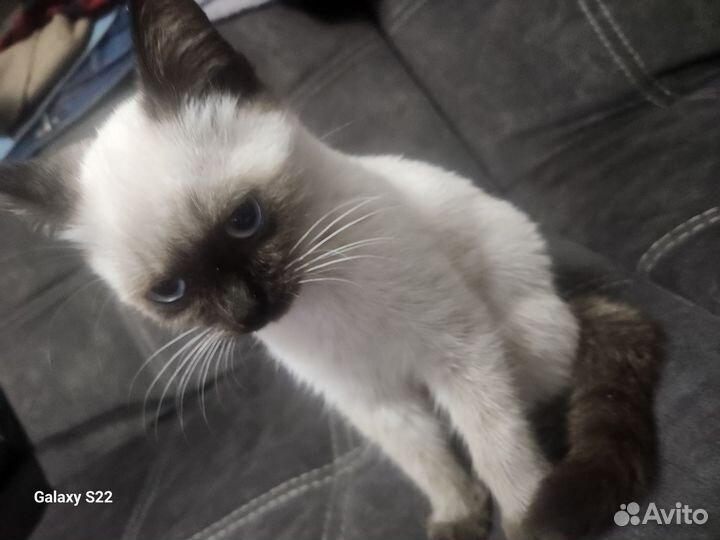 Сиамская кошечка