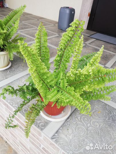 Папоротник Нефролепис Кучерявый