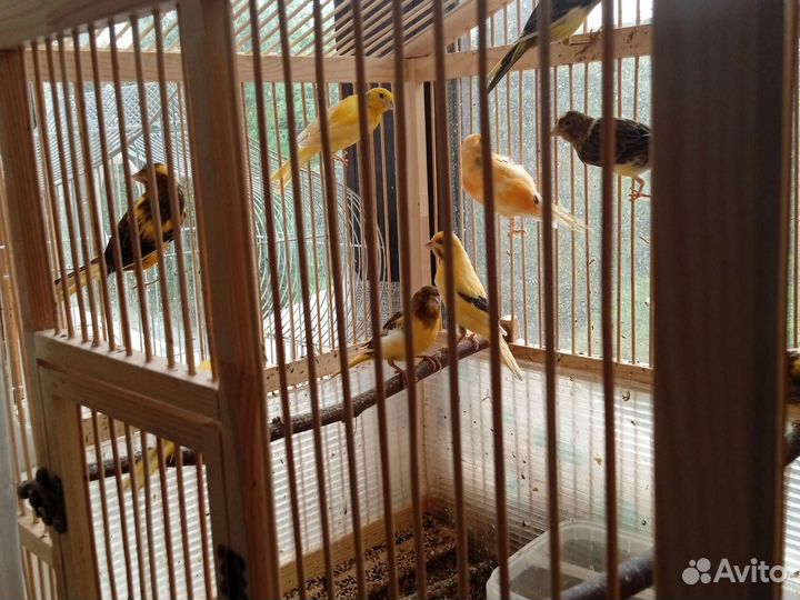 Молодые кенары