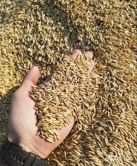 Кормовая пшеница, Фуражный ячмень на корм