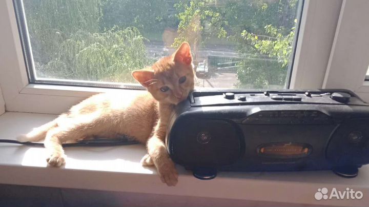 Котенок в добрые руки