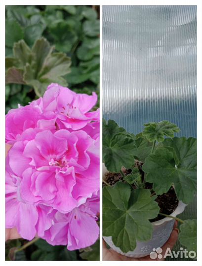 Герань пеларгония сортовая