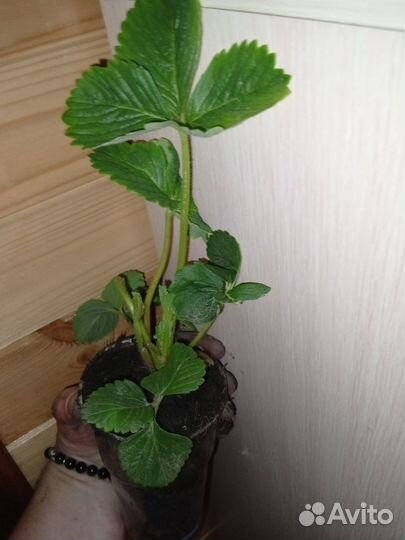 Клубника ремонтантная королева Елизавета 2