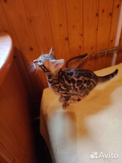 Бенгальские малыши