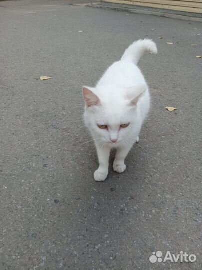 Кошка в добрые руки