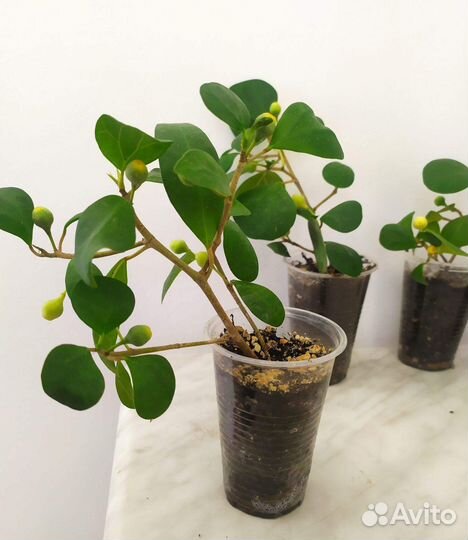 Фикус диверсифолия разнолистный