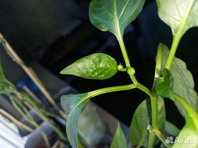 Рассада перец болгарский
