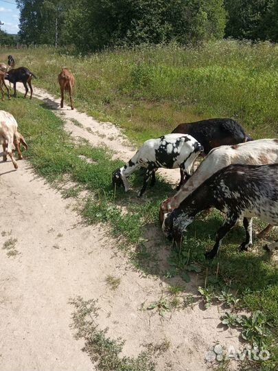 Нубийские козы