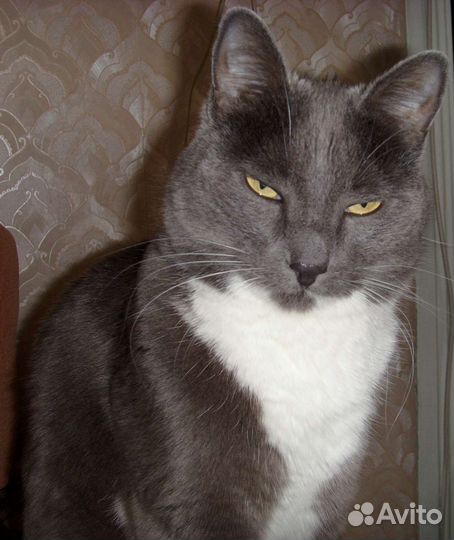 Передержка животных