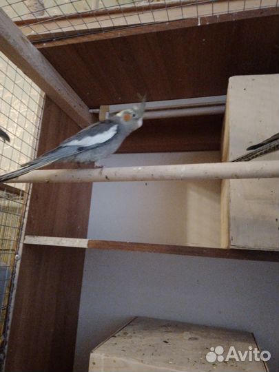 Попугай карела