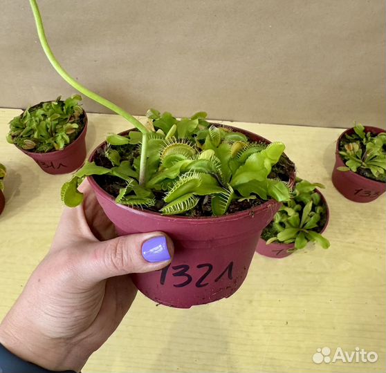 Венерина Мухоловка цветок