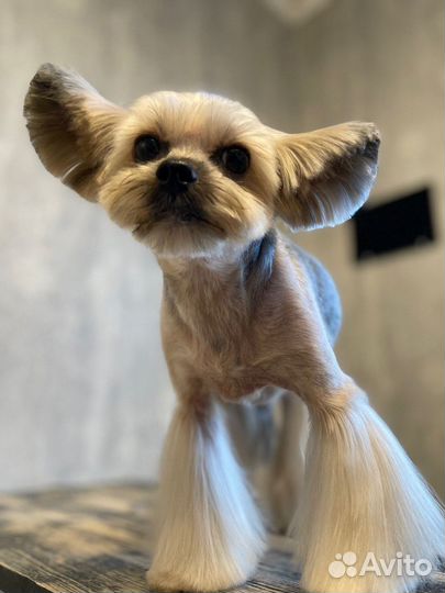 Стрижка собак (груминг)