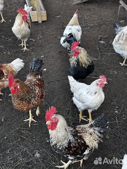 Куры петухи