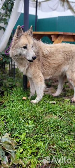 Собака в добрые руки отдам бесплатно