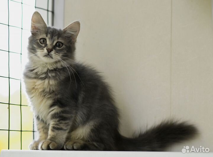 Котенок Бетти в добрые руки