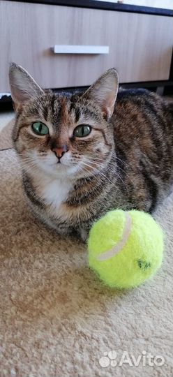 Кошечка подросток стерелизованная