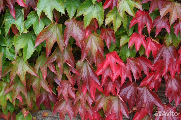 Девичий виноград триостренный Вичи