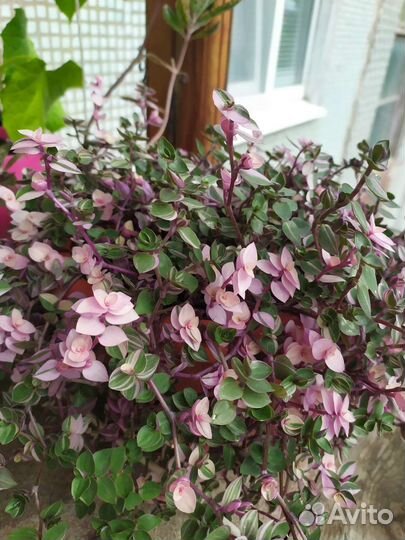 Каллизия Бьянка. Спатифиллум. Традесканция