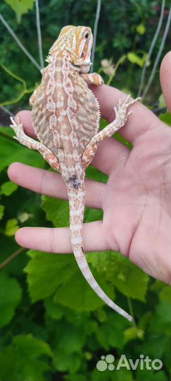 Бородатая агама