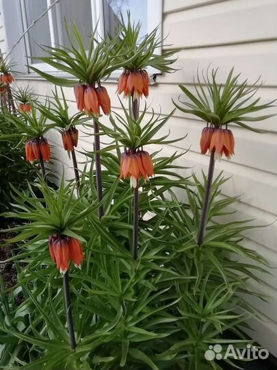 Почвопокровные и луковичные растения