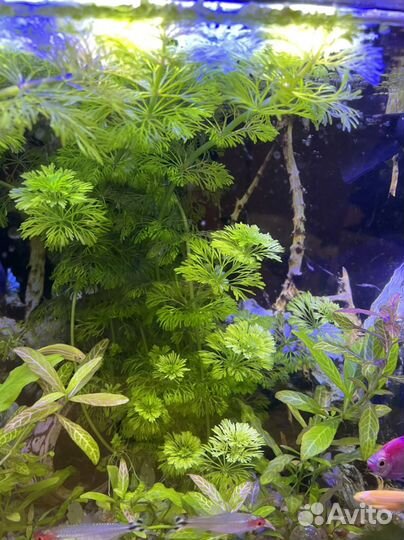 Водоросли для аквариума