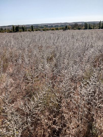 Участок 4 сот. (ИЖС)