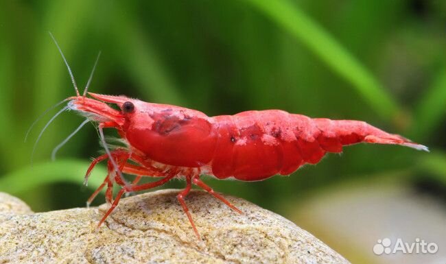 Креветки Вишни