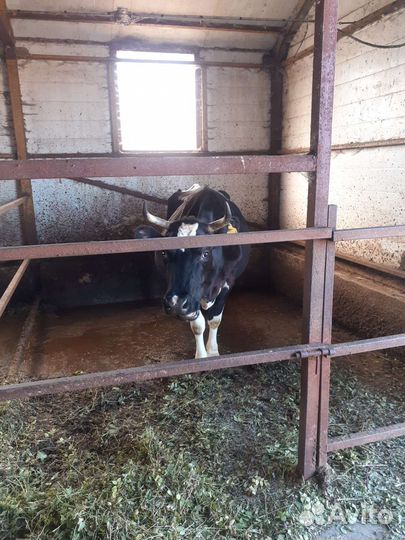 Коровы телята быки