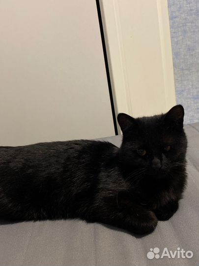 Котик