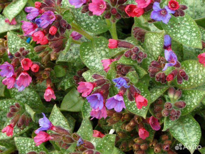 Многолетники