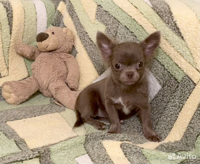 Щенки чихуахуа мини. Лиловый мальчик