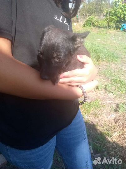 Собаки бесплатно в добрые руки щенки