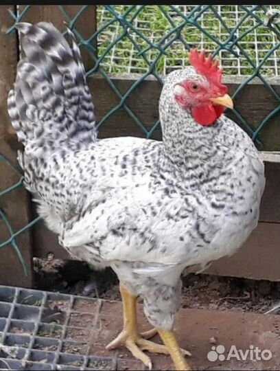 Молодые петухи