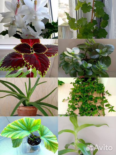 Комнатные цветы