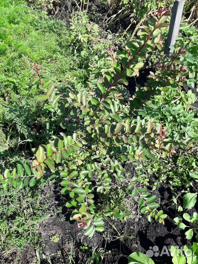 Лагерстремия