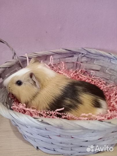 Морские свинки малыши