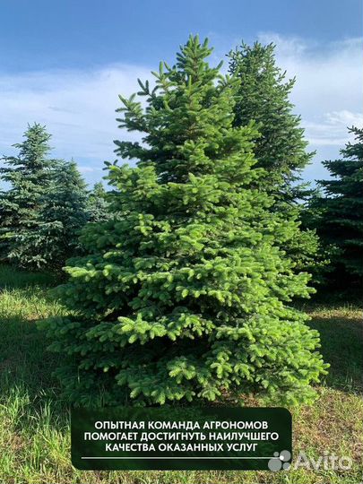 Ель Голубая колючая, крупномер
