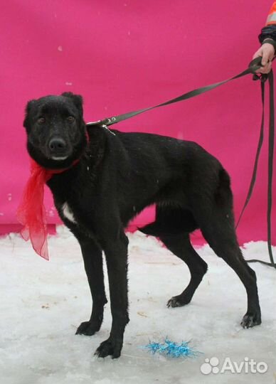 Бывшедомашней Монике страшно в приюте