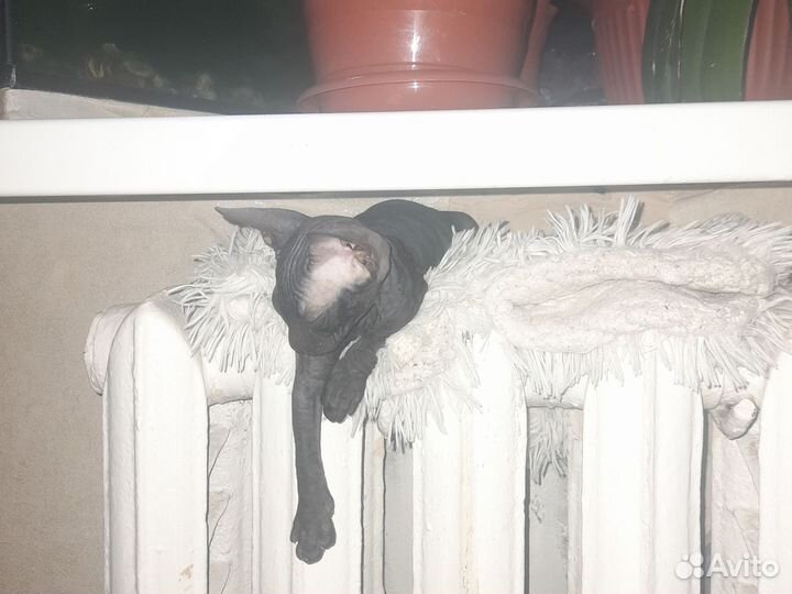 Канадский сфинкс котенок