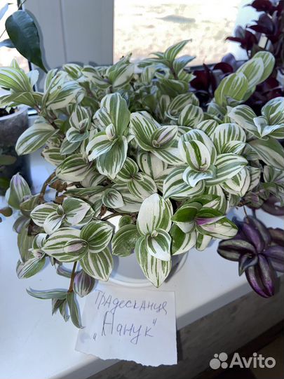 Комнатные растения, цветы