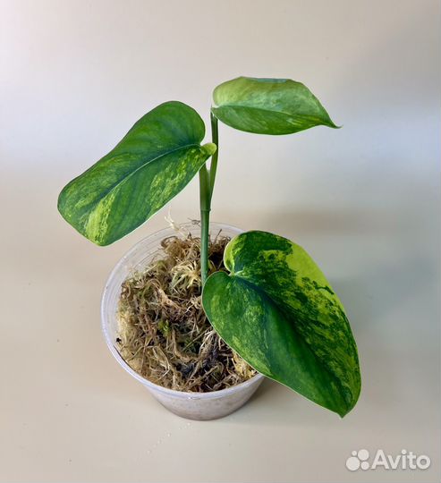 Сциндапсус жаде сатин вариегатный (jade satin var)