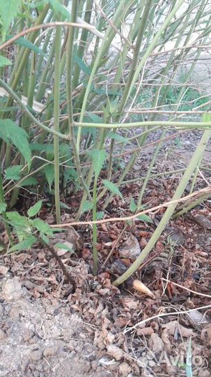 Керрия японская.Многолетний кустарник