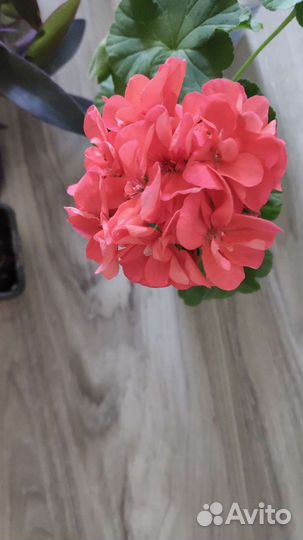 Пеларгония герань